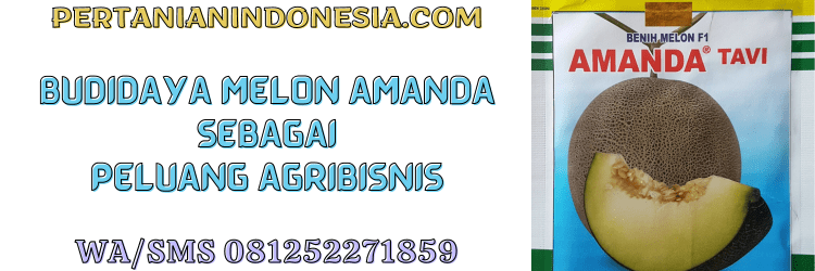budidaya,melon,budidaya melon,tanaman,amanda f1,pertanian indonesia